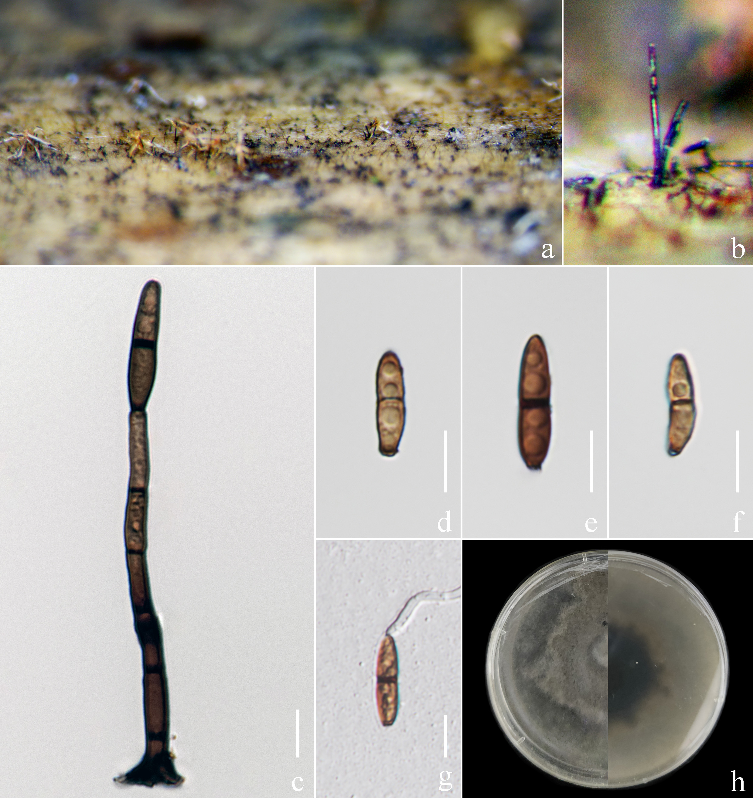 Figure 130